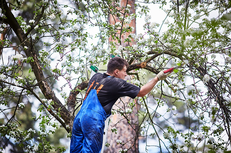 élagage à Saint-Maur-des-Fossés